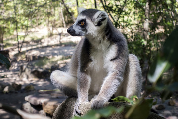 Naklejka na ściany i meble Ring-tailed Lemur, Lemur catta, - Madagascar
