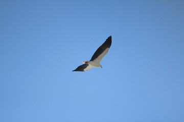 Obraz premium Bird