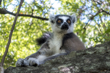 Ring-tailed Lemur, Lemur catta,  - Madagascar