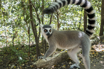 Ring-tailed Lemur, Lemur catta, Madagascar.