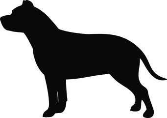 Pit Bull