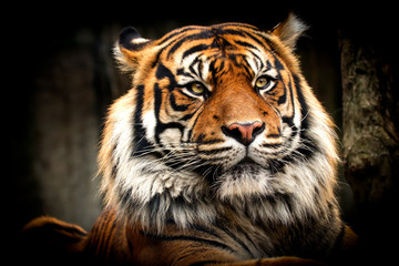 Obraz premium Tygrys leżący na twarzy z dużą grzywą