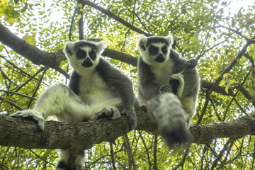 Ring-tailed Lemur, Lemur catta, Madagascar.