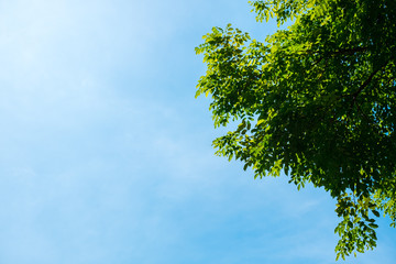 nature background beautiful sky and tree with copy space. image for scenery, garden, landscape, spring, season, tropical concept