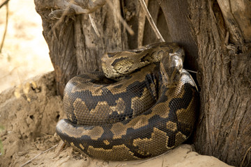 Python de Seba, Python sebae, Parc national des oiseaux du Djoudj, Sénégal