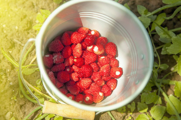 Strawberries in a small bucket against organic strawberry farm background. (Agriculture, health, bio food concept)