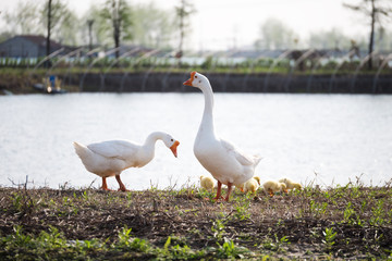 white goose stand on the lake