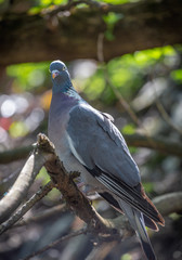 Close-up face of Wood Pigeon Columba palaumbus perched on a post. Culver