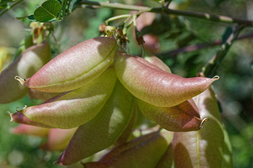 Gelber Blasenstrauch
