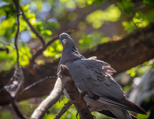 Close-up face of Wood Pigeon Columba palaumbus perched on a post. Culver