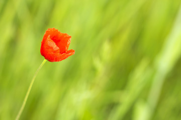 Beautiful red poppy flower on a background of green grass. Soft focus photo