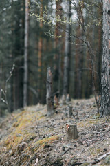 Young stylish couple in the forest, running around the Park and laughing. Modern people on a walk. Beautiful girl with tattoos. Loving young man and girl. mountain Park with pine forest