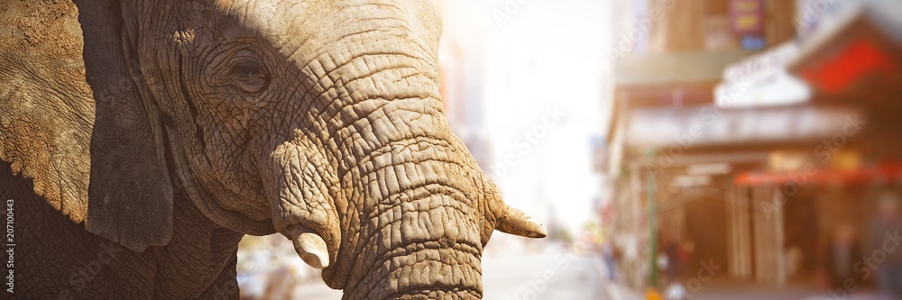 Poster composite image of close-up of elephant showing its tusk