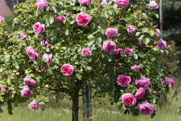 Rosen, Garten, Rosenbaum