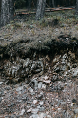 Young stylish couple in the forest, running around the Park and laughing. Modern people on a walk. Beautiful girl with tattoos. Loving young man and girl. mountain Park with pine forest