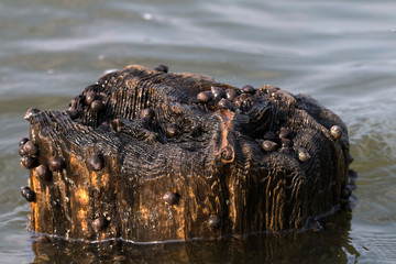 Schnecken auf einen Holzpflock in der Nordsee