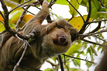Hoffmann's Two-toed Sloth (Choloepus hoffmanni) laying upside down in a tree in the Manuel Antonio...