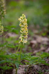 Yellow primrose flowers of spring fumewort, Corydalis marschalliana