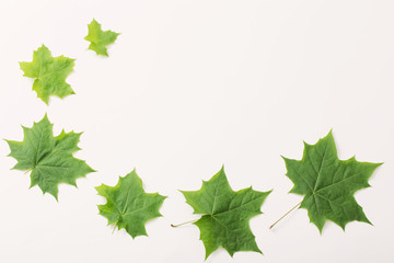 green leaves on paper background