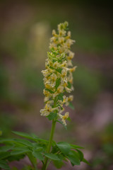 Natural spring background - Corydalis solida fumewort, hollowroot flowers in wild nature.