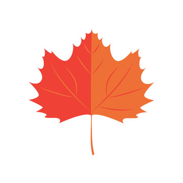 Vector Illustration. Maple leaf. Autumn leaf icon