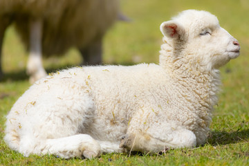 Fototapeta premium little lamb on a spring meadow
