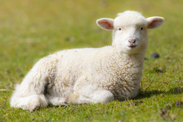 Obraz premium little lamb on spring meadow