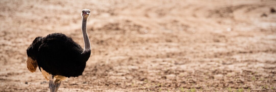 Ostrich standing on a dusty land - Powered by Adobe