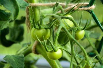 Green tomatoes in a greenhouse