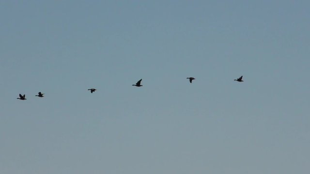 A string of wild geese flying in the sky. The wedge of wild migratory birds in flight.