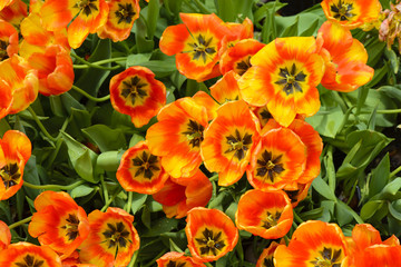 Orange tulip at spring on earth