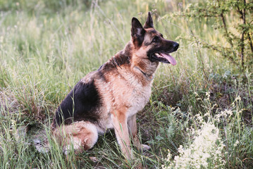 German shepherd lying on the grass in the park