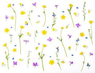 Floral pattern made of meadow flowers isolated on white background. Flat lay. Top view.