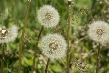 dandelion field