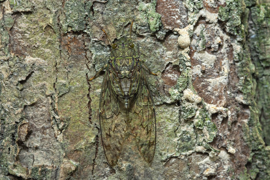 The camouflaged insects in nature. Cicada