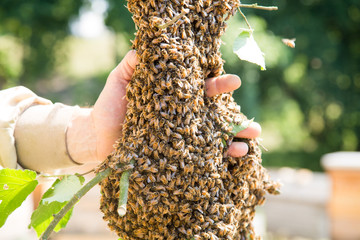 Swarm of bees with beekeeper's hand - honeybees in large number on tree branch