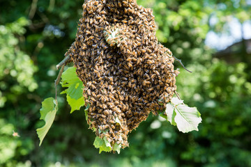Swarm of bees - honeybees in large number on tree branch