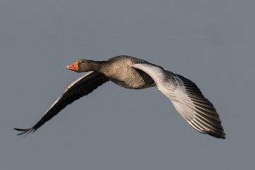 greylag goose  geese, anser anser