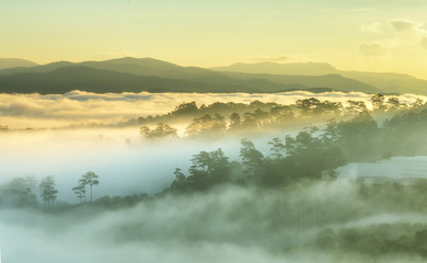 Dawn on the plateau pine forests covered with fog shrouded so beautiful idyllic countryside Dalat plateau, Vietnam