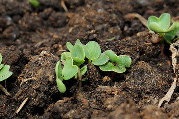 красивый зеленый росток который растет из земли      