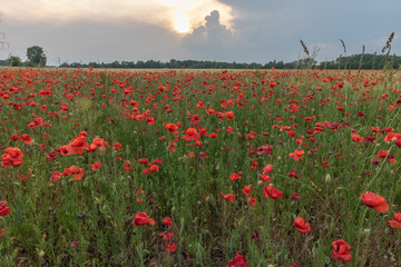 Large filed of beautiful red poppies in blossom, sunset, soft light, tall growing wildflowers,  sun is going down on the horizon, vibrant colors