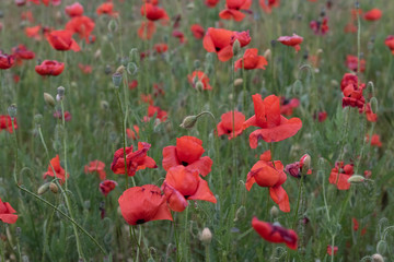 Fototapeta na wymiar Large filed of beautiful red poppies in blossom, sunset, soft light, tall growing wildflowers, sun is going down on the horizon, vibrant colors