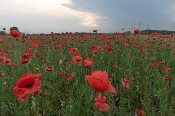 Large filed of beautiful red poppies in blossom, sunset, soft light, tall growing wildflowers,  sun is going down on the horizon, vibrant colors