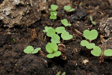 красивый зеленый росток который растет из земли      