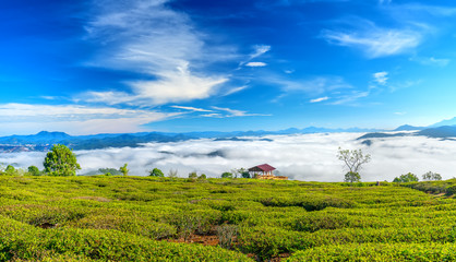 The morning scenery on the hillside of tea planted in the misty highlands below the beautiful valley