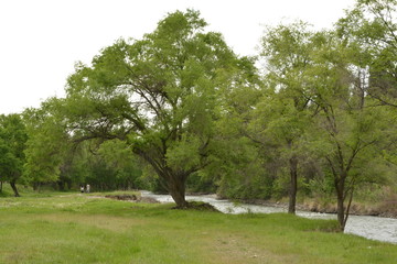 Tree on the river bank