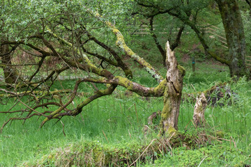 Enchanted vivid green forest, fairytale, druids, green moss, wet long grass