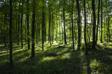 Sunlight and shadows in the forest behind the trees