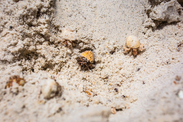 Hermit crab on beach