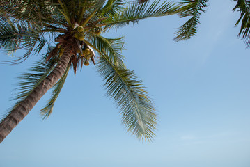 Palm and blue sky